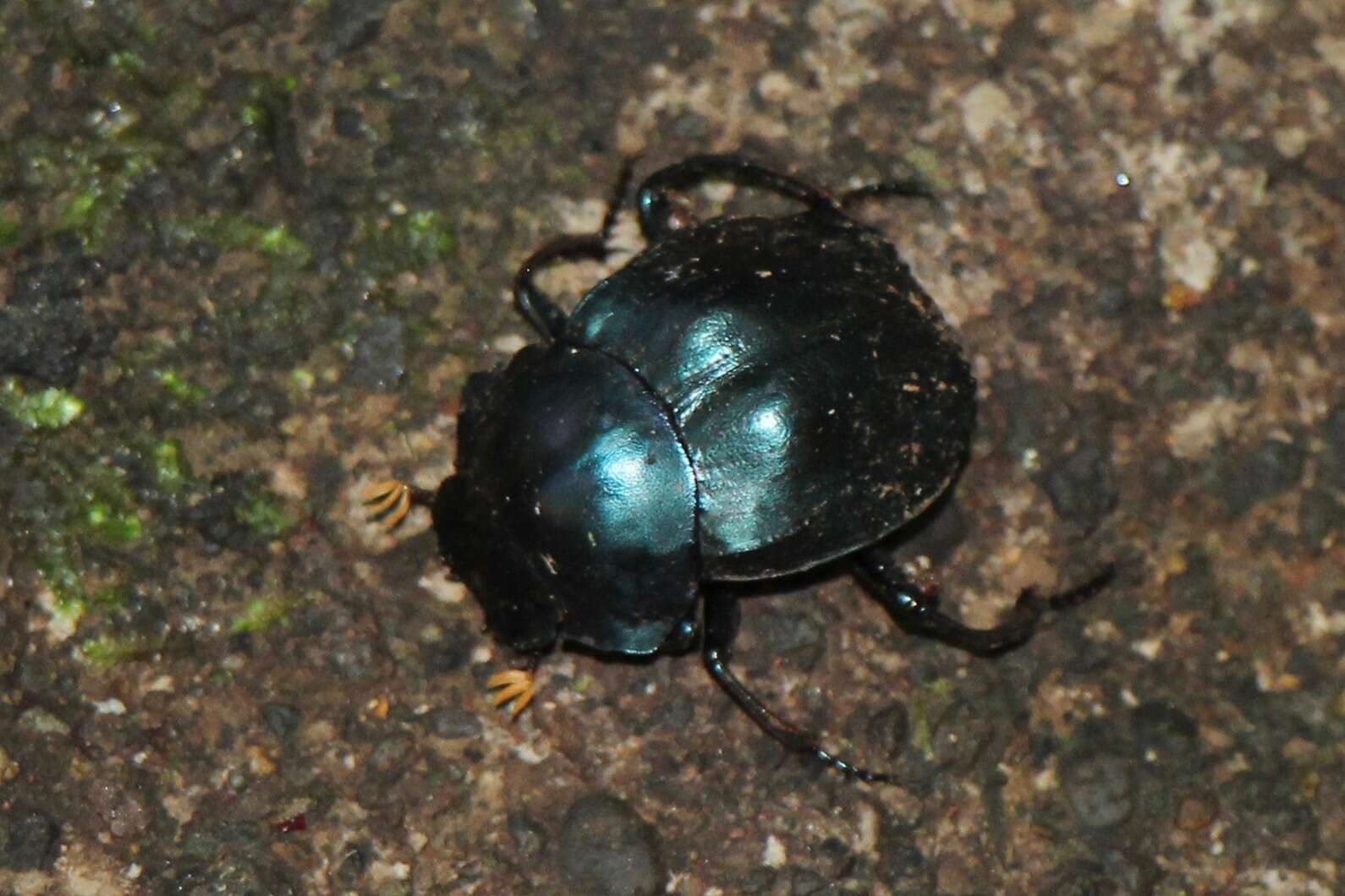 Image of Deltochilum (Calhyboma) mexicanum Burmeister 1848