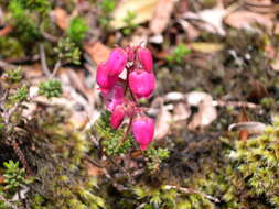 Imagem de Daboecia cantabrica subsp. azorica (Tutin & E. F. Warburg) D. Mc Clintock