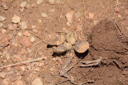 Image of Adromischus umbraticola C. A. Smith