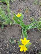 Image of Hypoxis obtusa Burch. ex Ker Gawl.