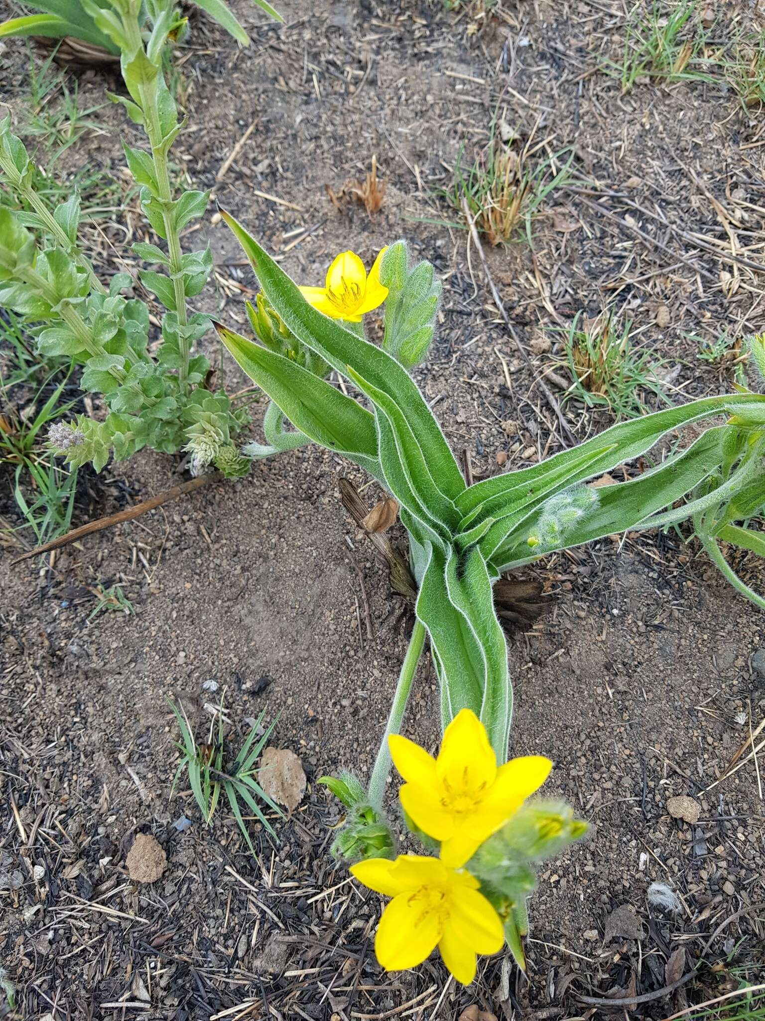 Image of Hypoxis obtusa Burch. ex Ker Gawl.