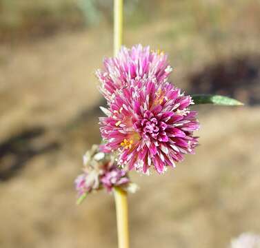 Image of Gomphrena flaccida R. Br.