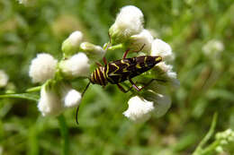 Megacyllene acuta (Germar 1821)的圖片