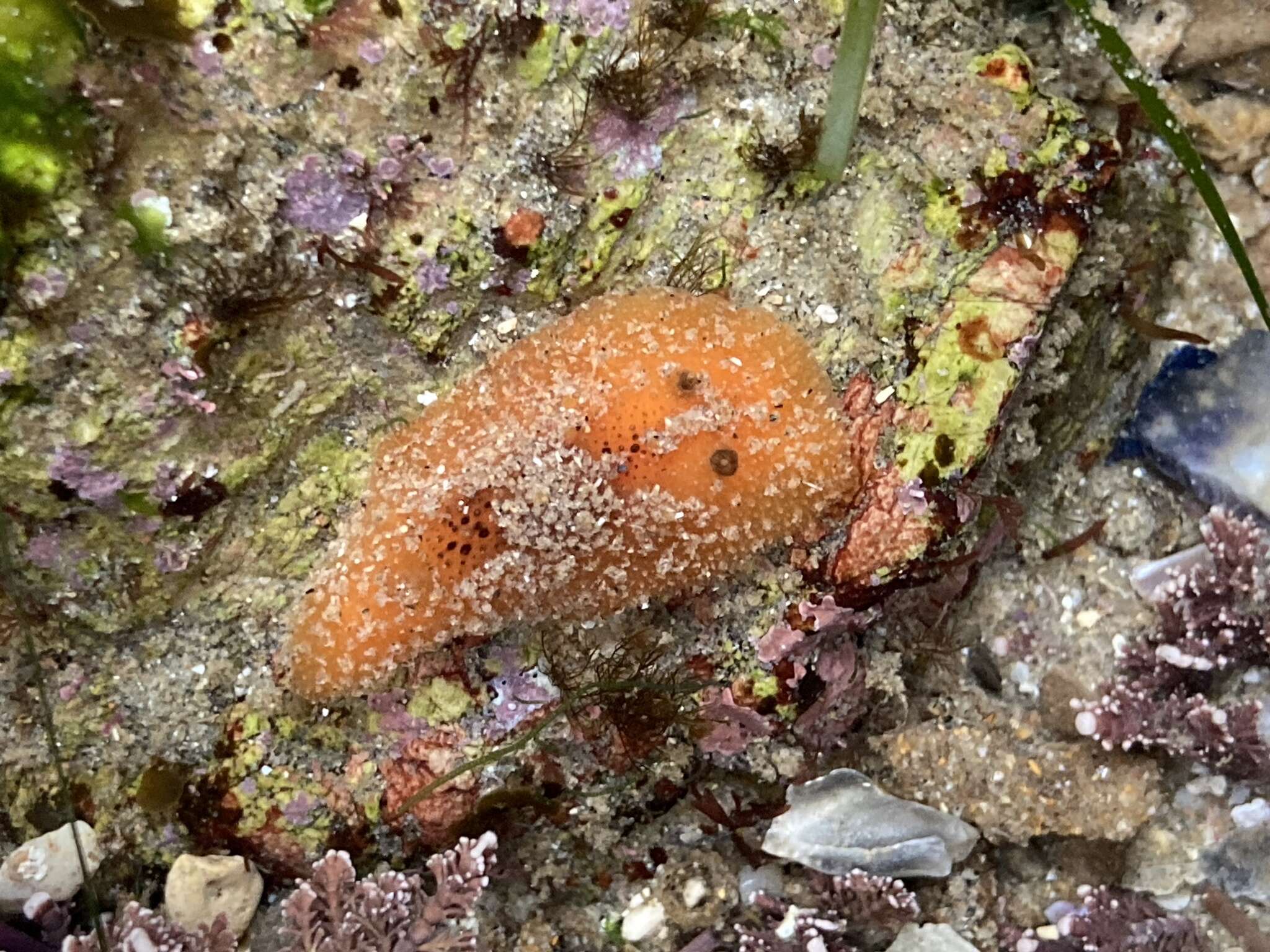 Image of Thordisa bimaculata Lance 1966