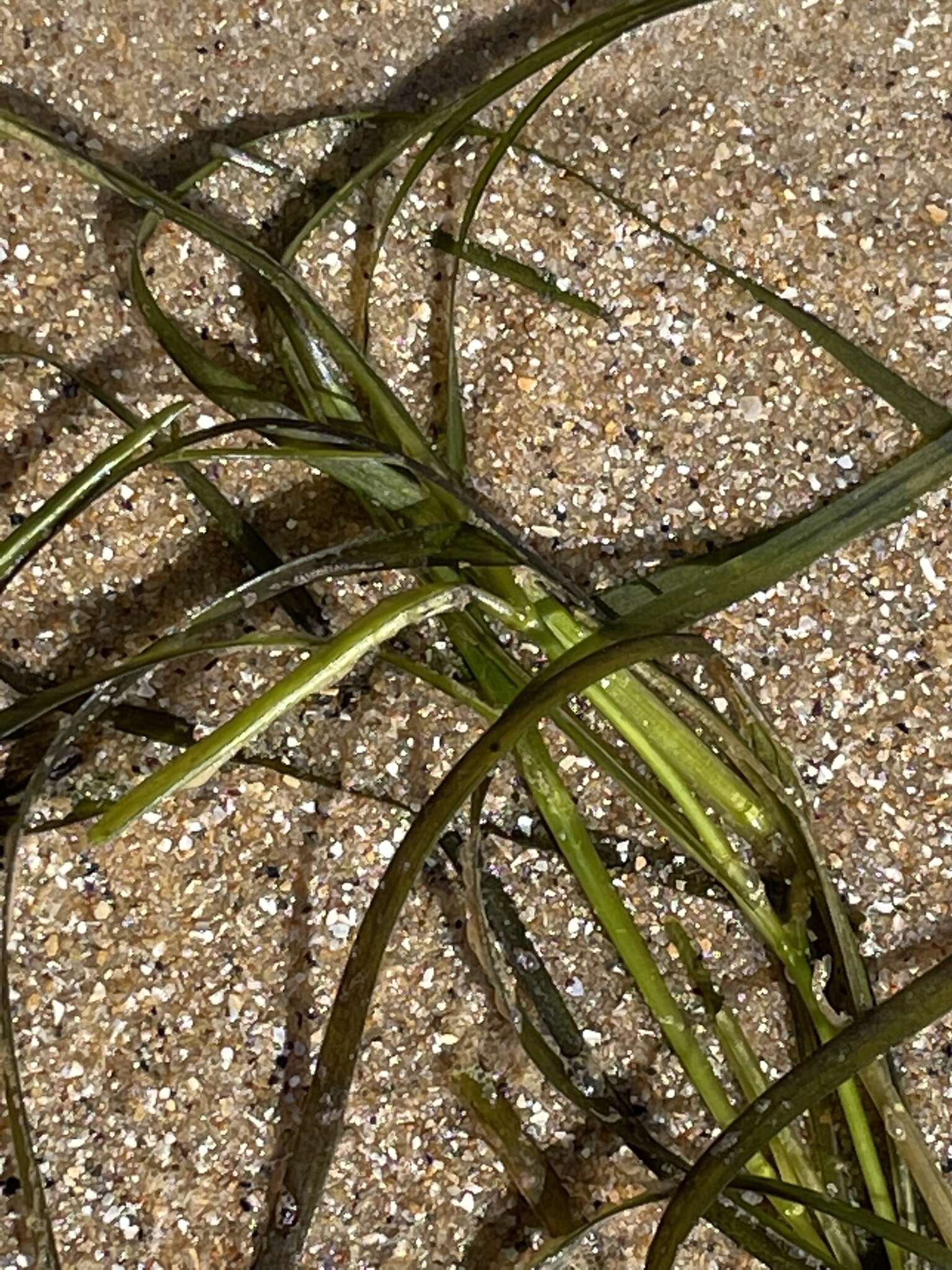 Image of Zostera nigricaulis (J. Kuo) S. W. L. Jacobs & Les