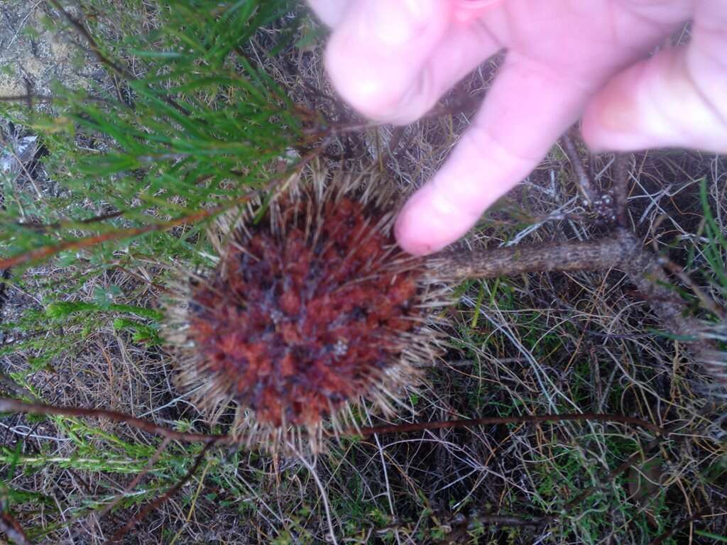 Imagem de Banksia telmatiaea A. S. George