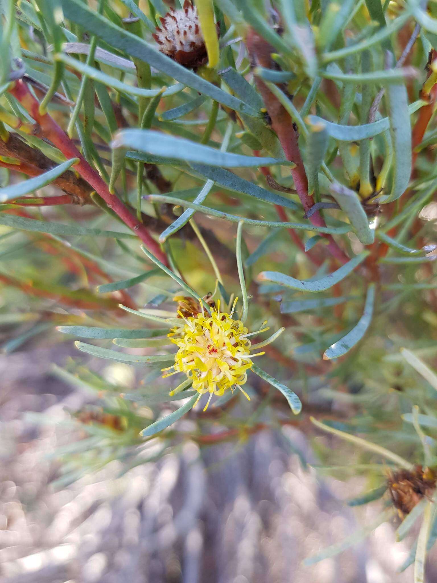 Image of Leucadendron meyerianum H. Buek ex Meissn.