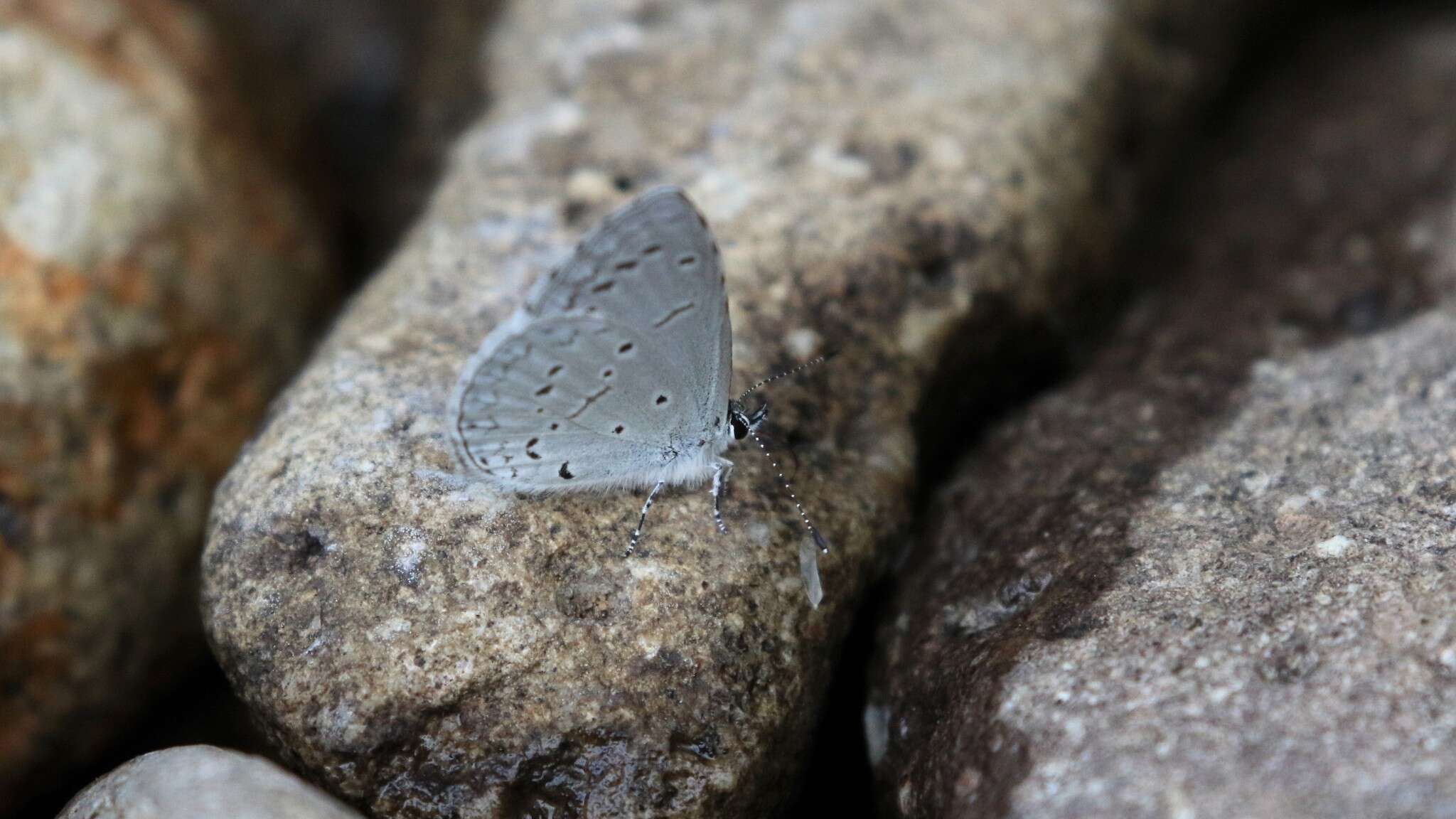 Image of Celastrina echo cinerea (W. H. Edwards 1883)