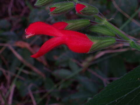 Image of Salvia grewiifolia S. Moore