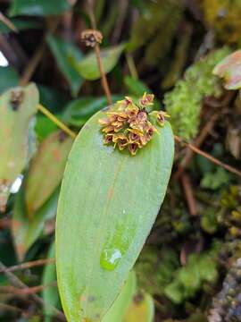 Imagem de Pleurothallis canaligera Rchb. fil.