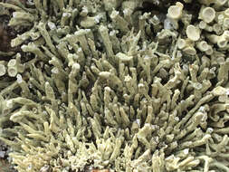 Image of Bouquet Sea-Fog Lichen