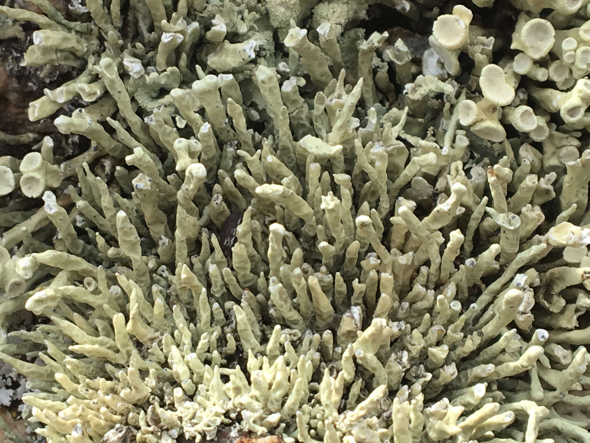 Image of Bouquet Sea-Fog Lichen