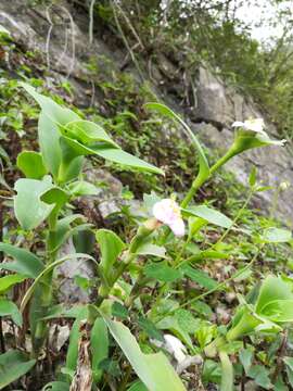 Image of Trans-Pecos spiderwort