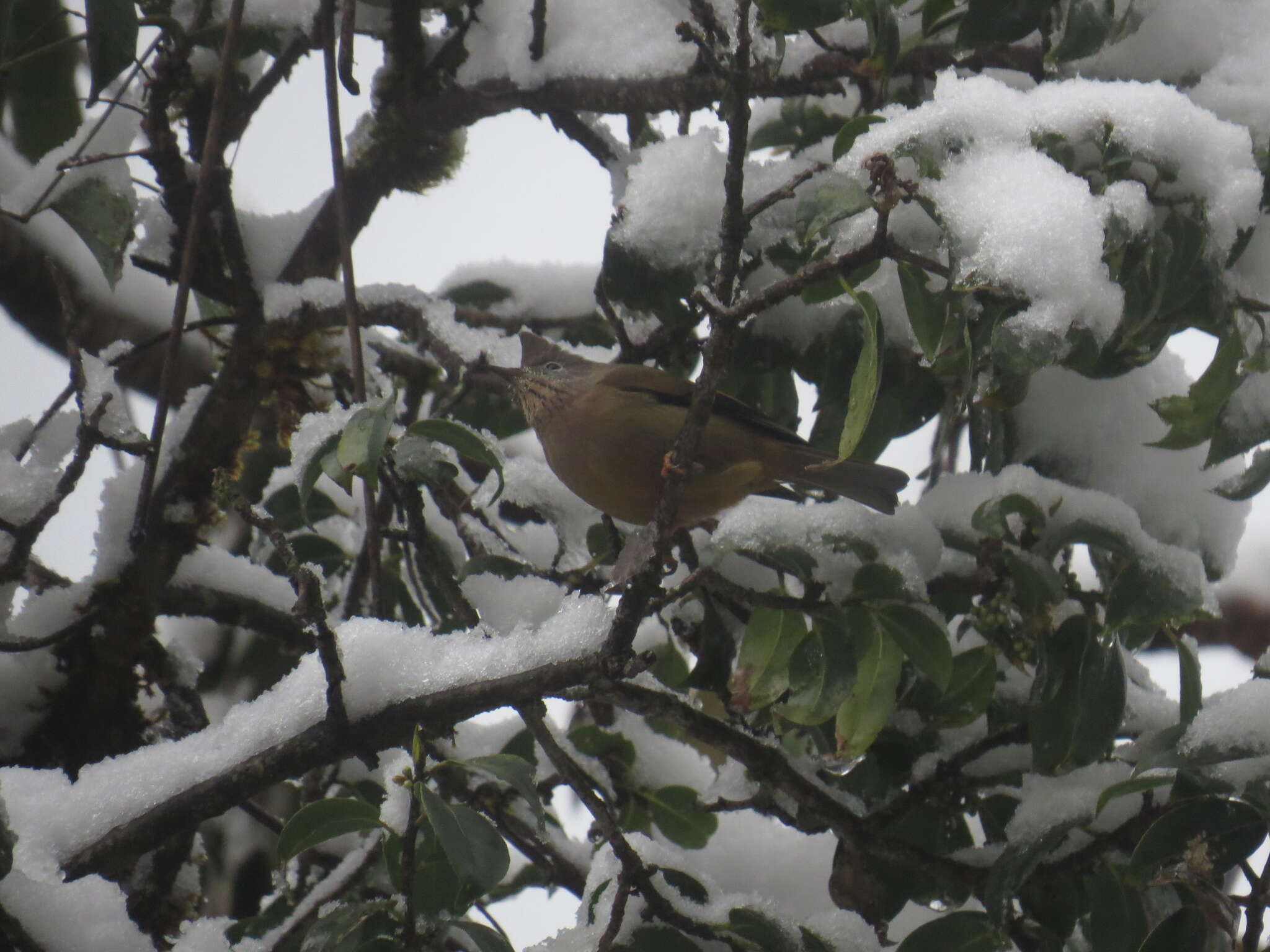 Image of Stripe-throated Yuhina