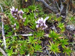 Image of Gentianella corymbosa (Kunth) Weaver & Rudenberg