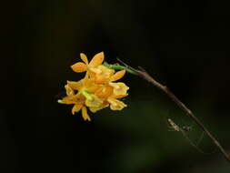 Image of big-mouth star orchid