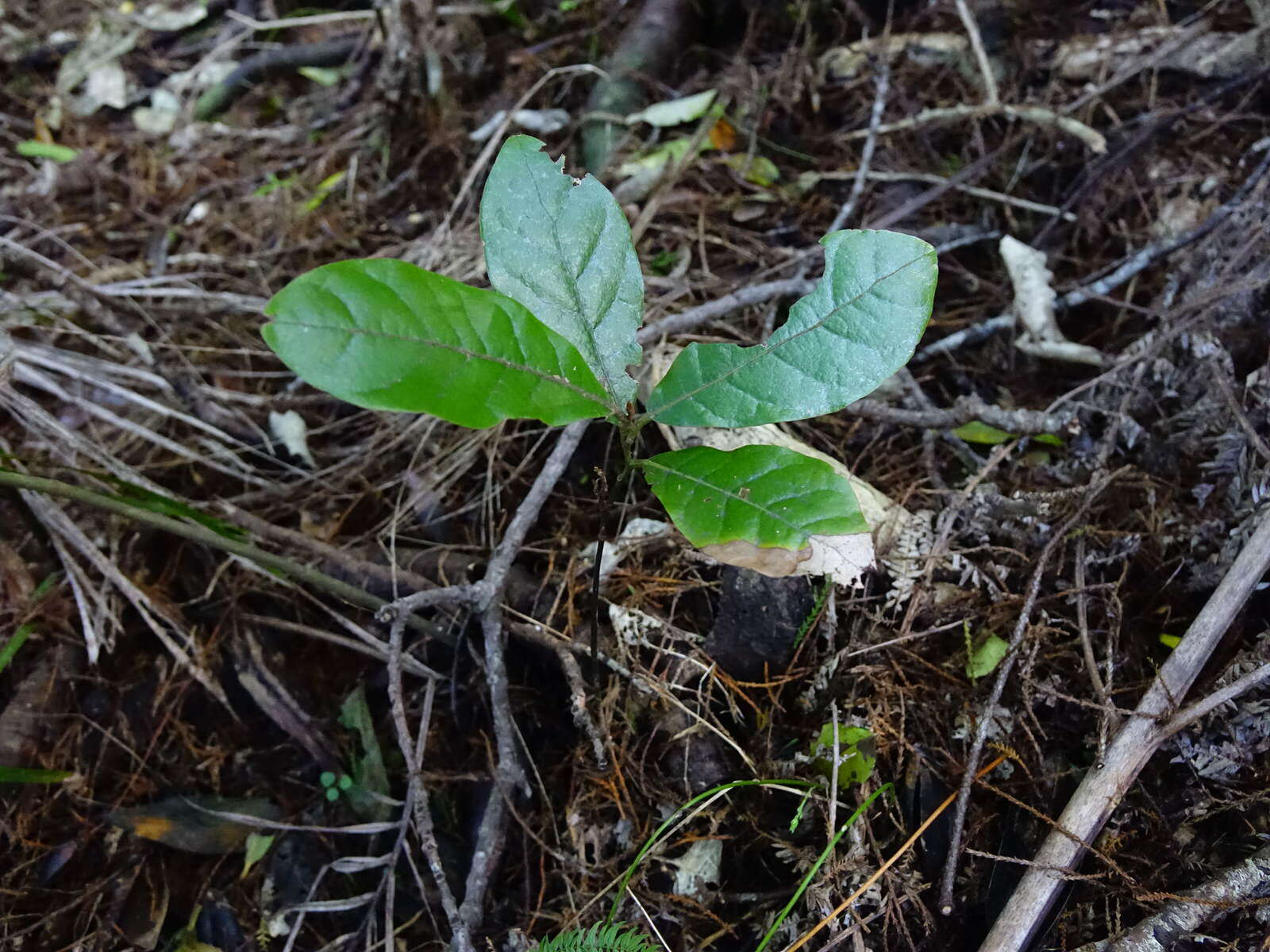 Image of Beilschmiedia tarairi (A. Cunn.) Kirk