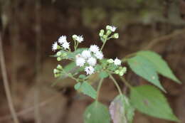 Image of Ageratina tenuis (R. E. Fr.) R. King & H. Rob.