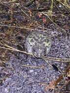 Image of Painted Burrowing Frog