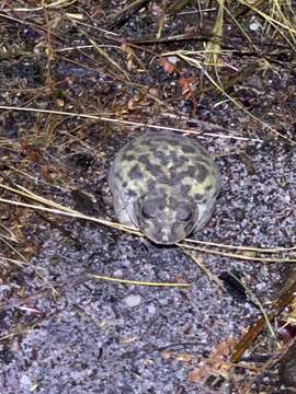 Image of Painted Burrowing Frog