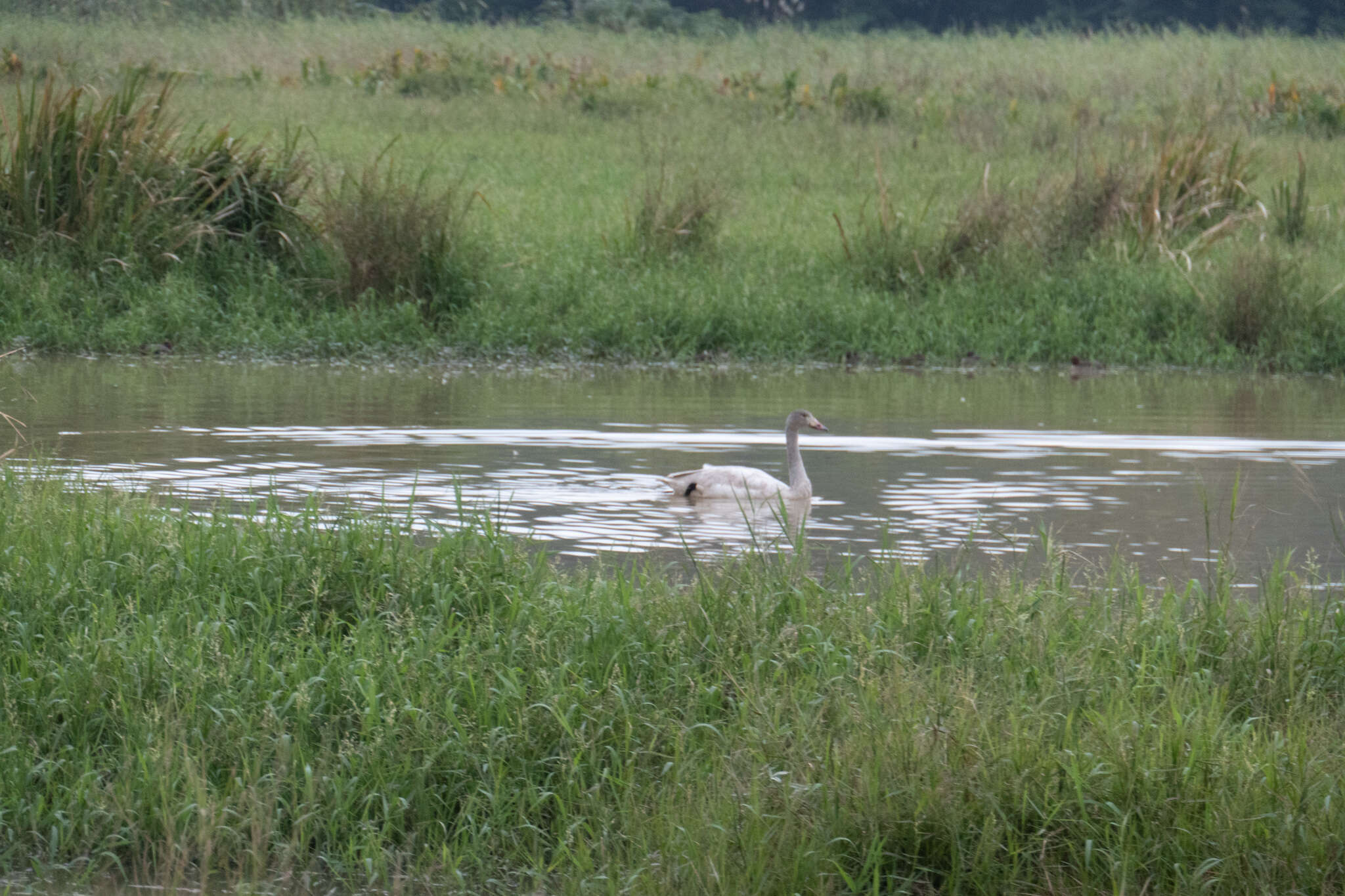 Image de Cygne de Bewick