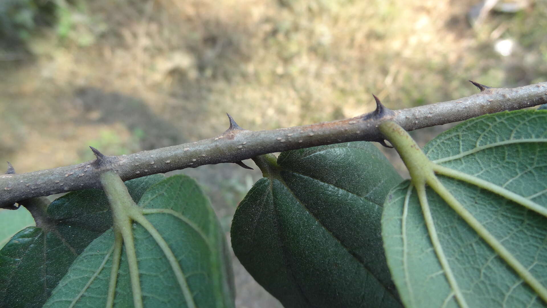 Image of Ziziphus rugosa Lam.