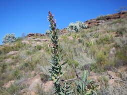 Lobostemon laevigatus (L.) Buek resmi