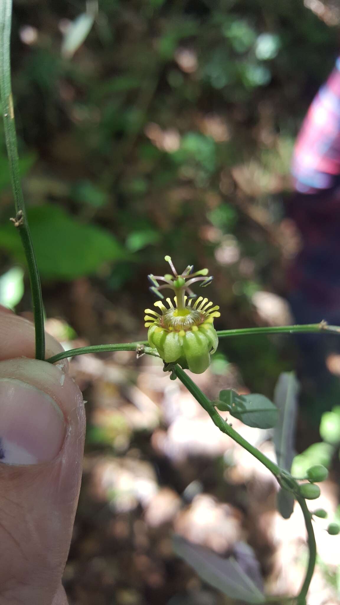 Image de Passiflora allantophylla Mast. ex J. D. Smith