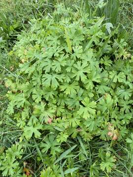 Image of Solander's geranium