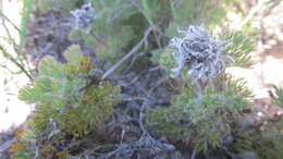 Image of Serruria roxburghii R. Br.