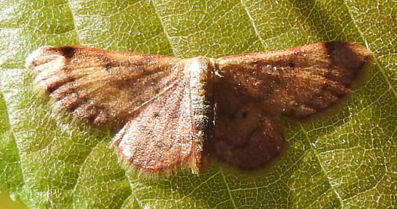 Image of Red-Bordered Wave Moth