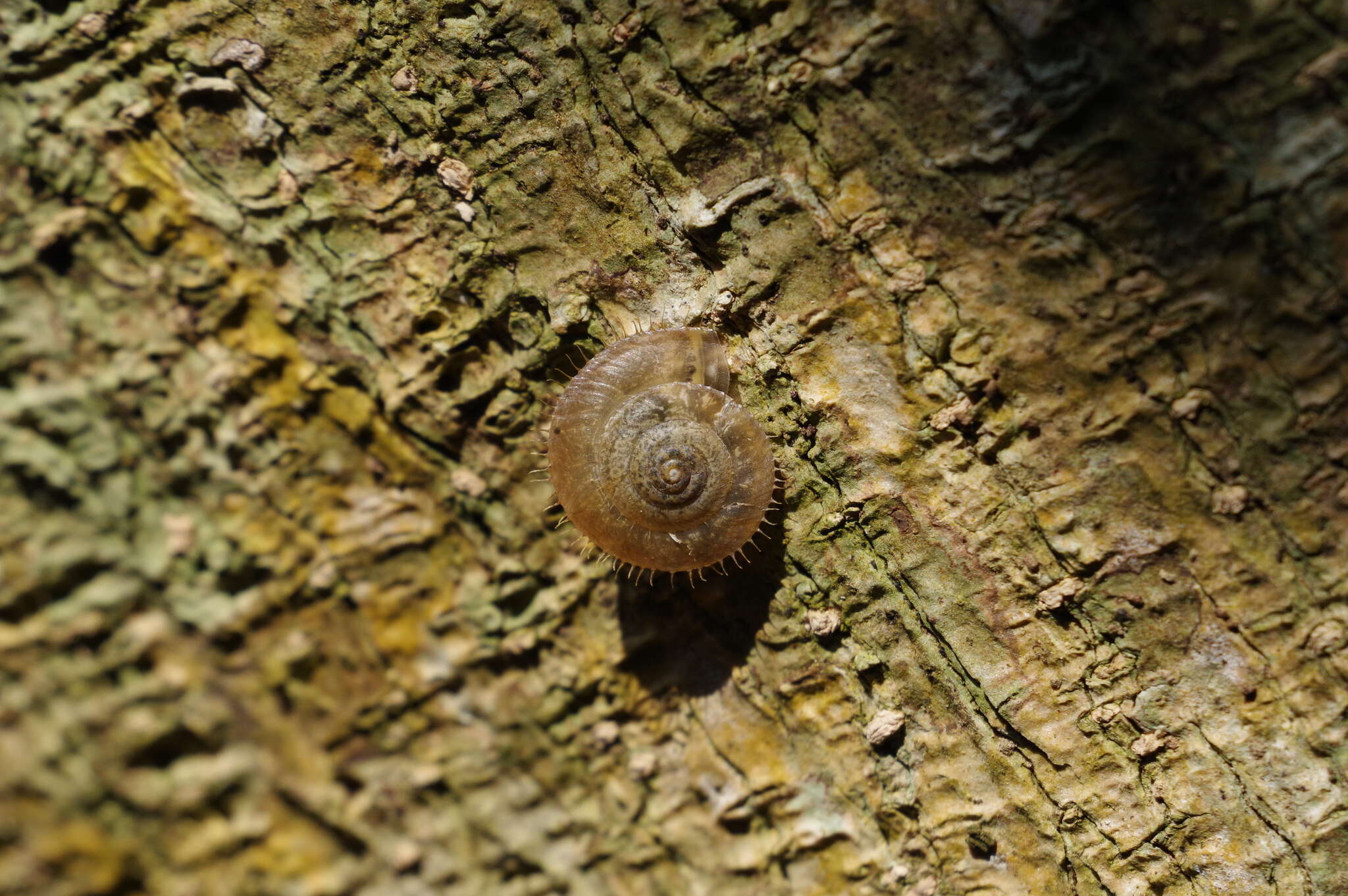 Image of Plectotropis elegantissima (L. Pfeiffer 1849)