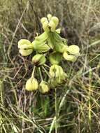 Imagem de Asclepias connivens Baldw. ex Ell.