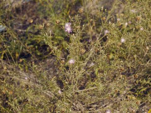 Слика од Centaurea borysthenica Gruner