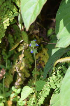 Imagem de Salvia lasiocephala Hook. & Arn.