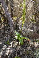 Image of Benthamia chlorantha (Spreng.) Garay & G. A. Romero