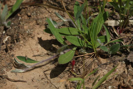 Imagem de Pilosella schultesii (Sch. Bip.) Sch. Bip. & Sch. Bip. ex H. P. Fuchs-Eckert