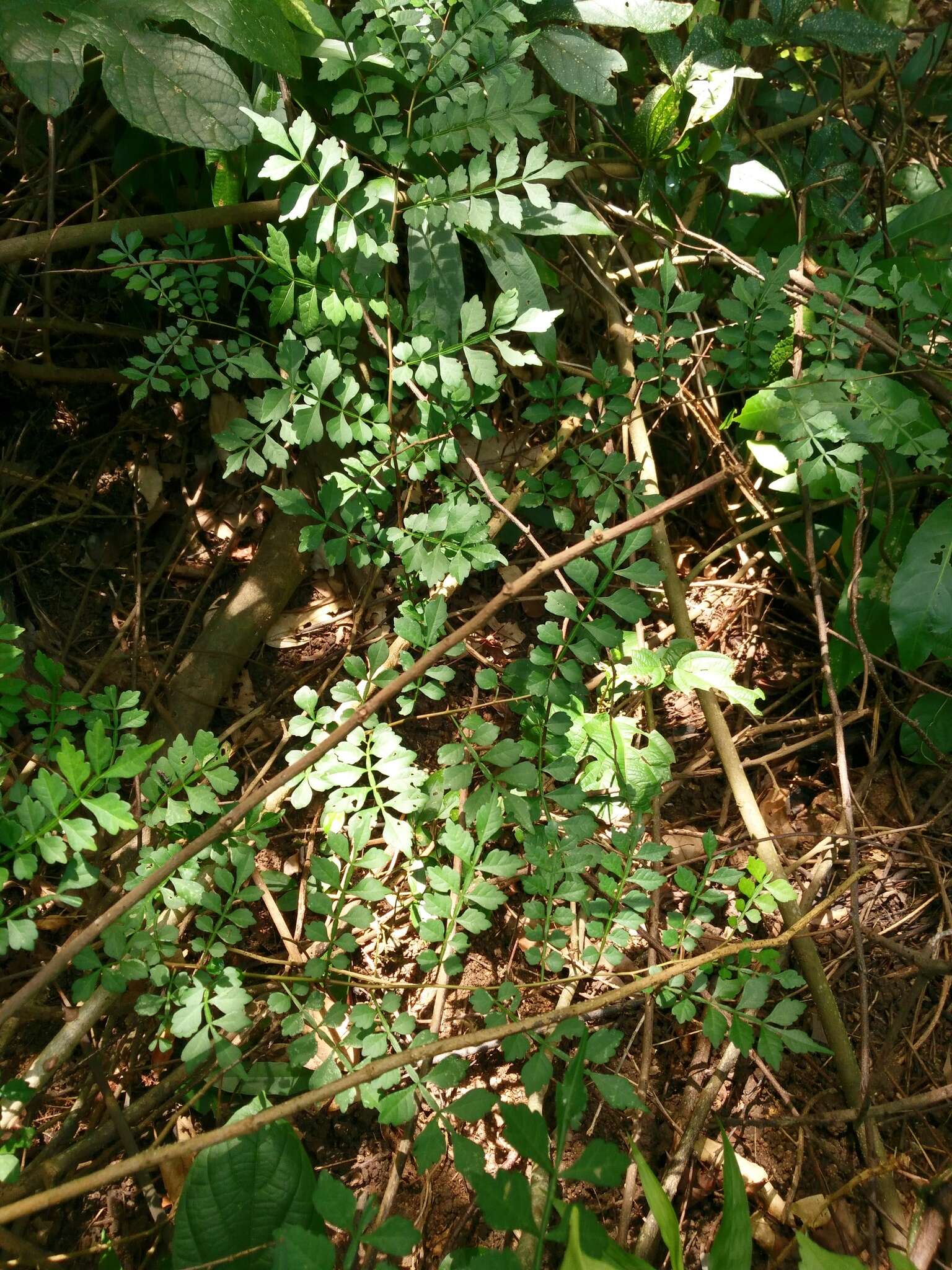 Image of Harrisonia perforata (Blanco) Merr.