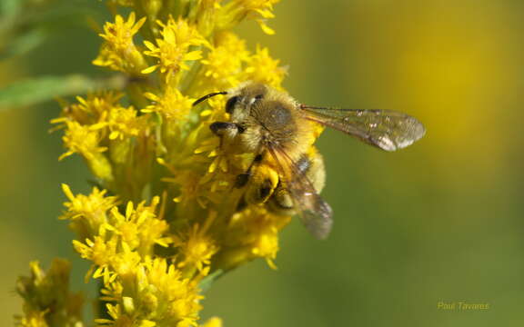 Image of Hairy-banded Andrena