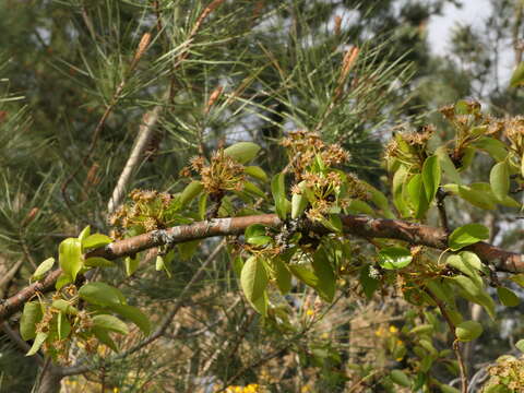 Plancia ëd Pyrus cordata Desv.