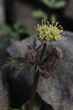 Imagem de Sanicula saxatilis Greene