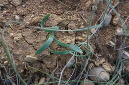 Image of Slender Sternbergia