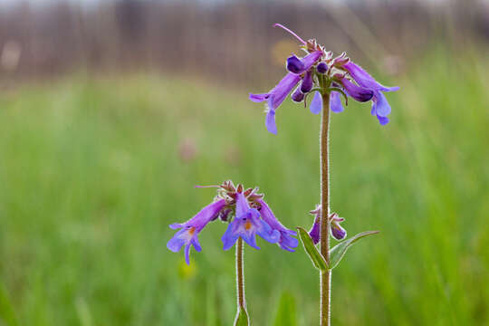 Image of Apache beardtongue