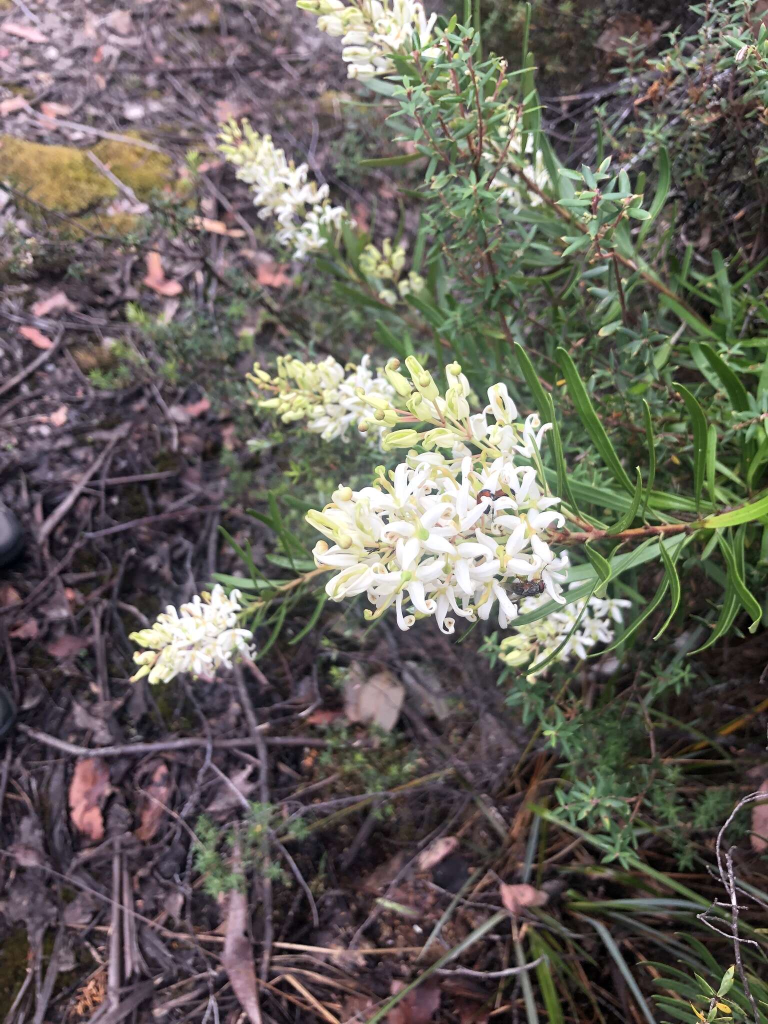 Plancia ëd Lomatia polymorpha R. Br.