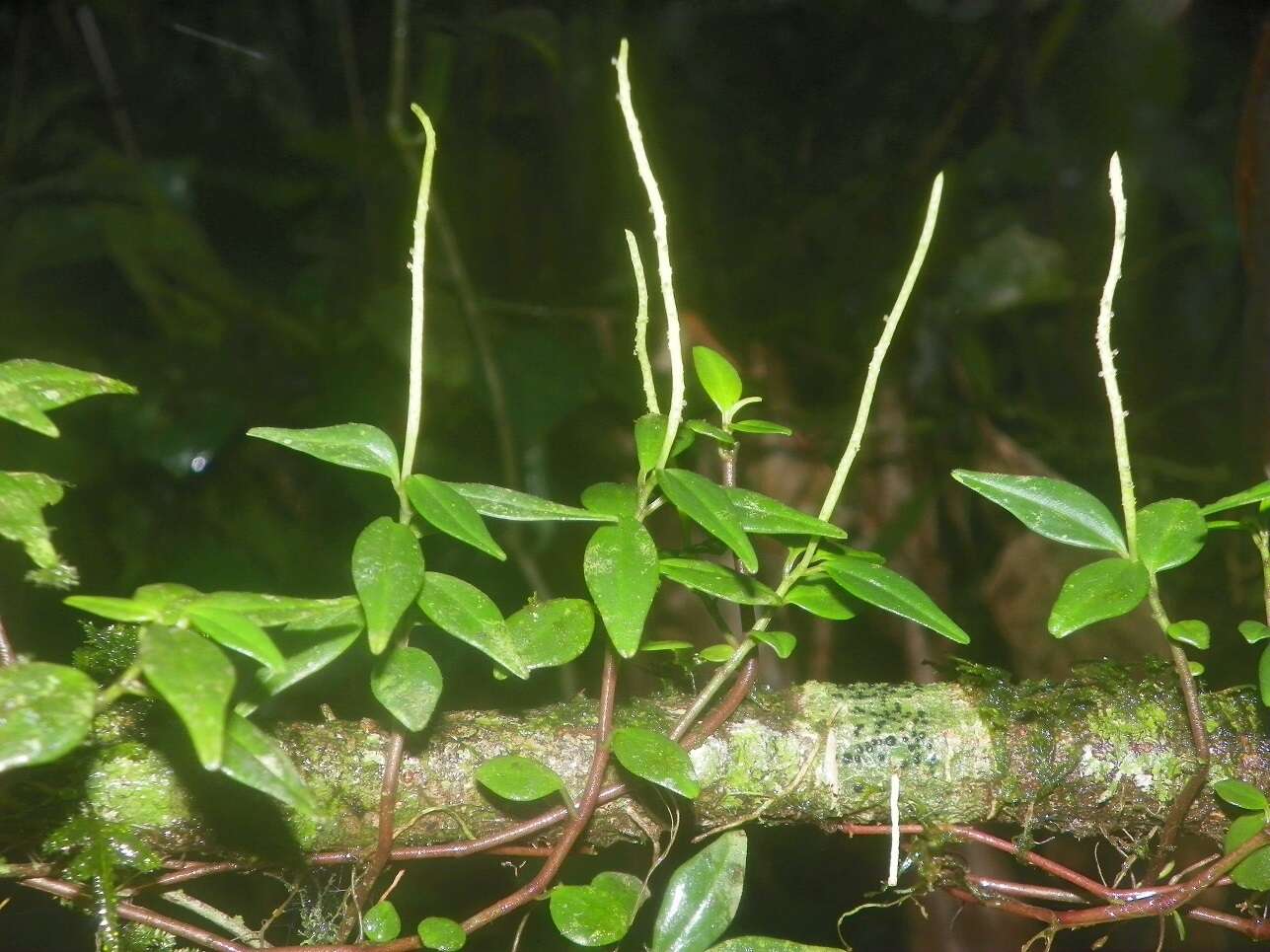 Image of Peperomia tenuipes Trel.