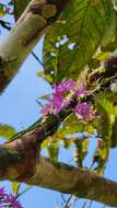 Image of Epidendrum centropetalum Rchb. fil.