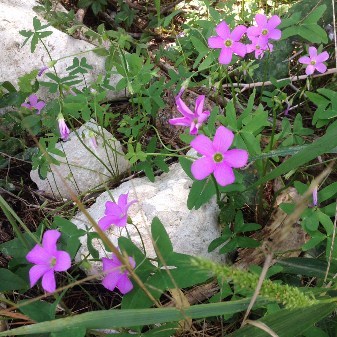 Sivun Oxalis drummondii A. Gray kuva