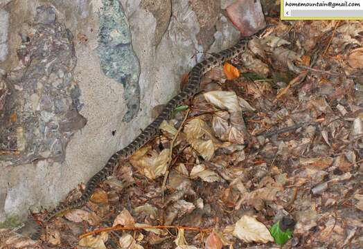 Image of Pere David's Rat Snake