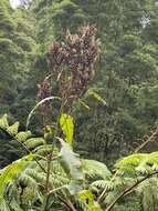 Image of Rumex azoricus Rech. fil.