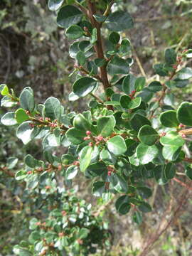 Image of Schinus microphylla I. M. Johnston